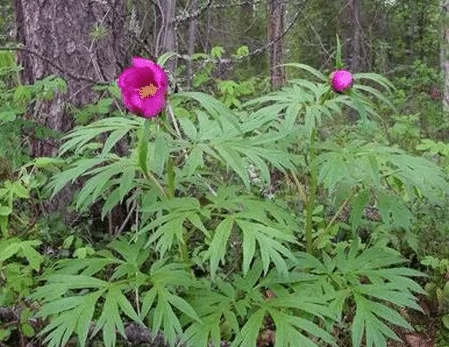 В середине августа цветущий сибирский пион можно встретить не только на Алтае, но и в лесах Пермского края и Коми