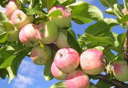 яблоки для диеты